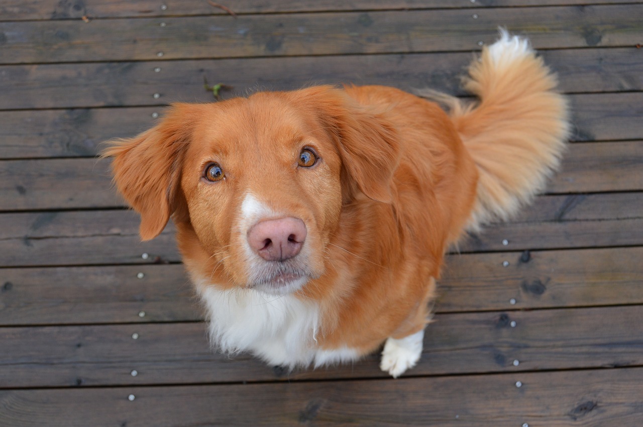 The Unique Traits of the Nova Scotia Duck Tolling Retriever